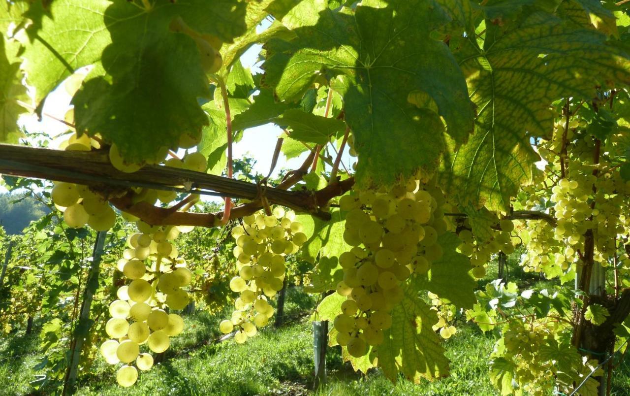 Апартаменти Weingut- Gaestezimmer Marko Лойчах Екстер'єр фото